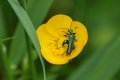oedemera nobilis